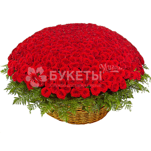 Корзина из 501 красной розы