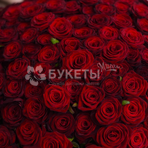 Букет из 101 красной высокой розы VIP