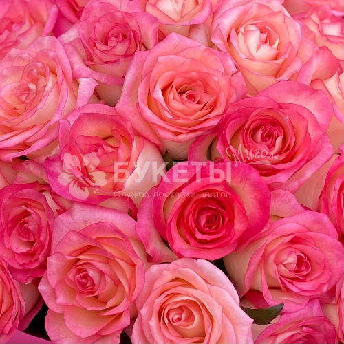 Букет из 25 розовых роз "Джумилия"