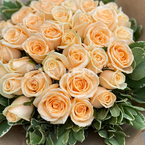 Букет из 35 персиковых роз с питтоспорумом