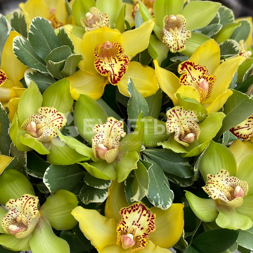 Корзина с орхидеями "Свежесть весны"