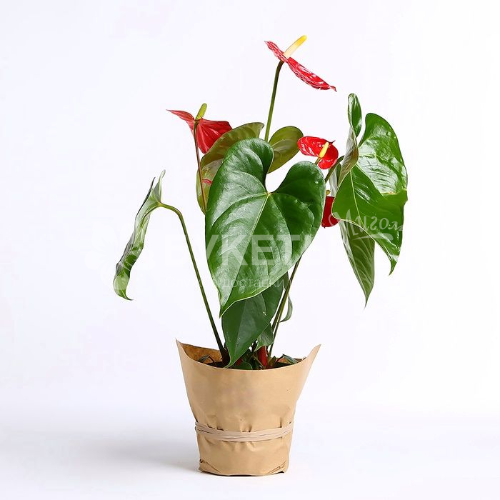 Антуриум андрианум сиерра