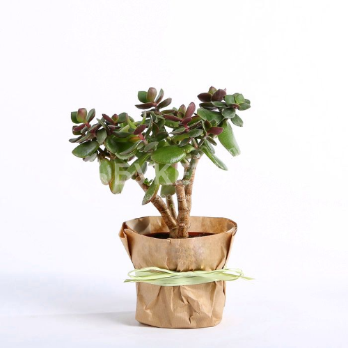 Крассула (денежное дерево)