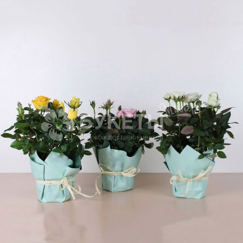 Роза микс в горшке