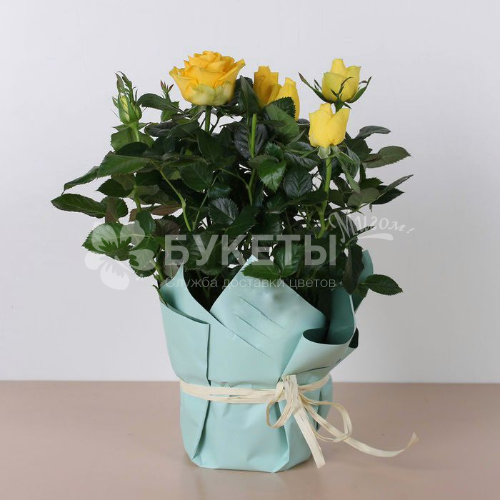 Роза микс в горшке