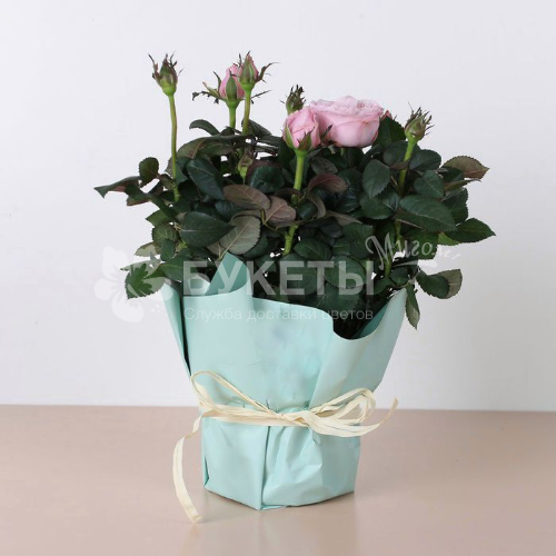 Роза микс в горшке