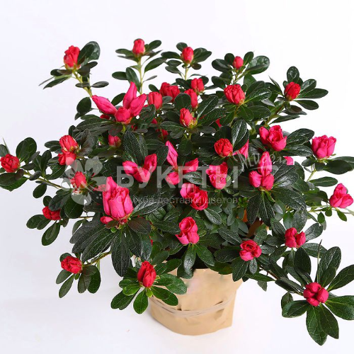 Азалия розовая