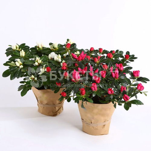 Азалия розовая