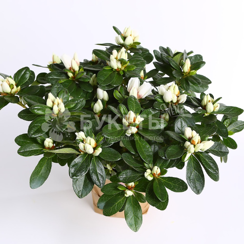 Азалия розовая