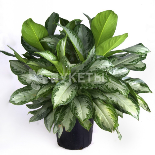 Аглаонема сильвер бэй