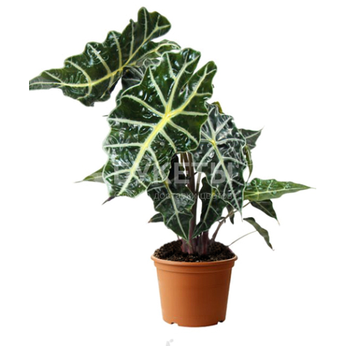 Алоказия полли