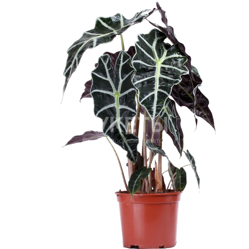 Алоказия полли