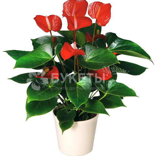 Антуриум андрианум дакота