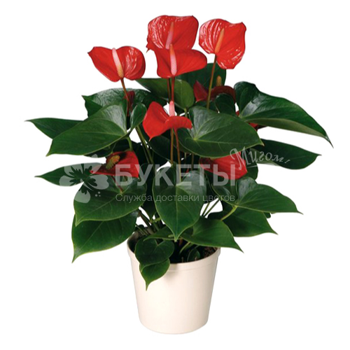 Антуриум андрианум дакота