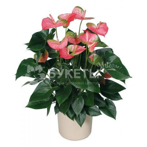 Антуриум андрианум чемпион розовый