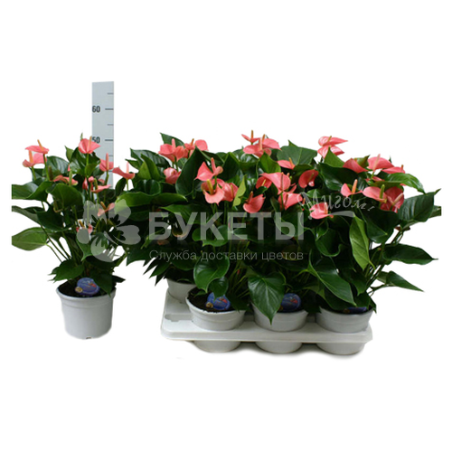 Антуриум андрианум чемпион розовый