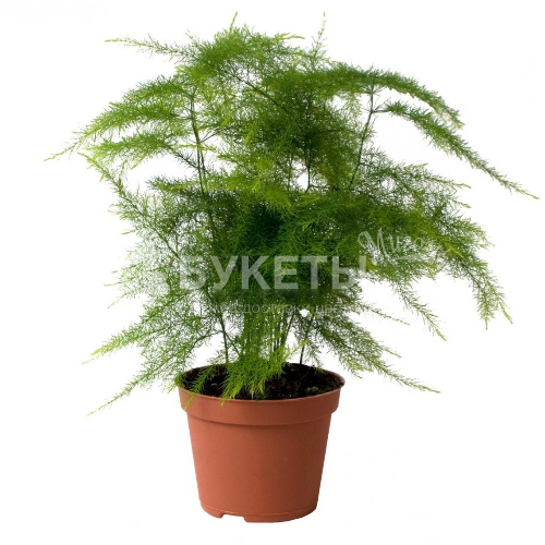 Аспарагус микс