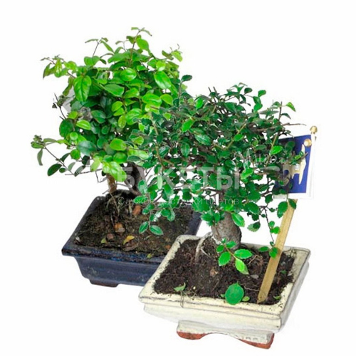 Бонсай микс в керамике