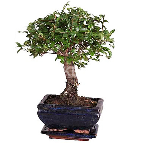 Бонсай микс в керамике