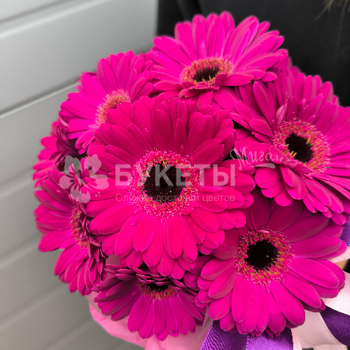 11 фиолетовых гербер в шляпной коробке