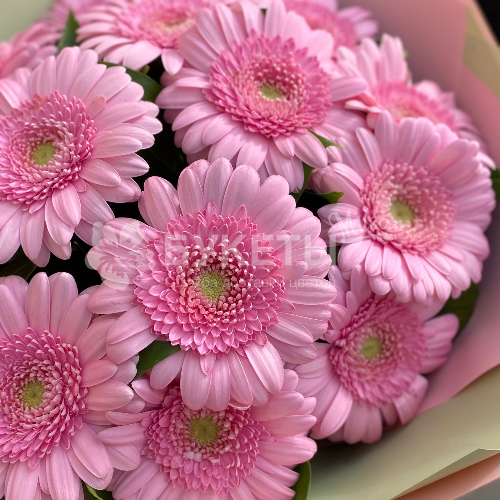 Букет из 15 розовых гербер