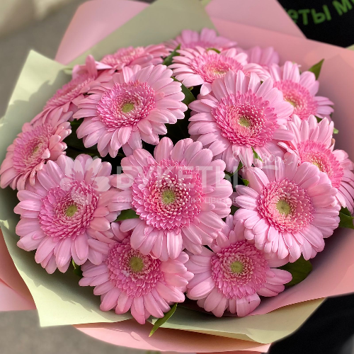 Букет из 15 розовых гербер